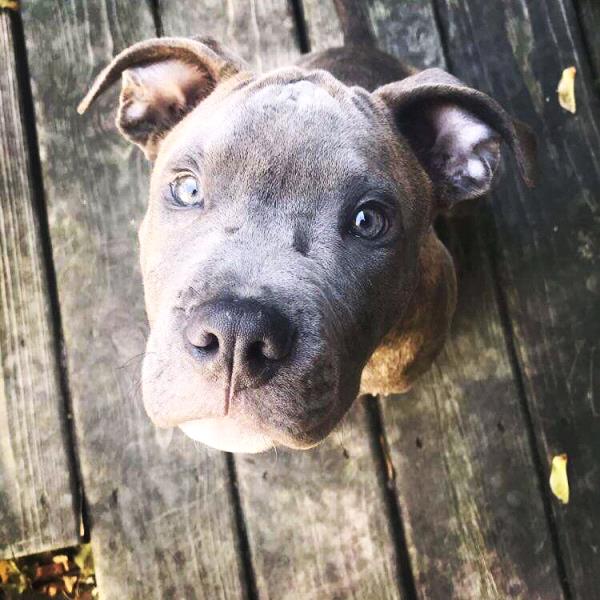 /Images/uploads/Minnesota Spay Neuter Assistance Program/MNSNAP/entries/9482thumb.jpg